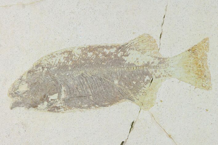 Bargain Phareodus Fish Fossil - Uncommon Species #138704